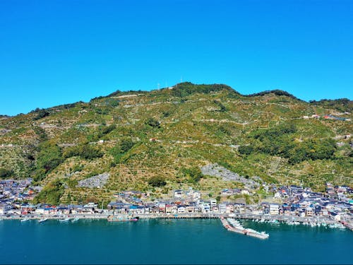 みかん山の段々畑