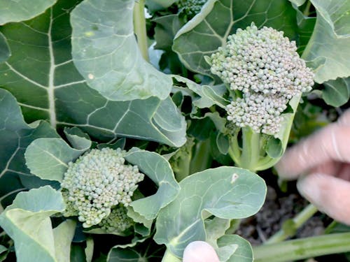 当日収穫しながら野菜の説明をします。