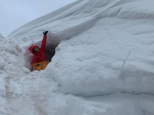 雪室の中で、じっくりじゃがいもを育てます。