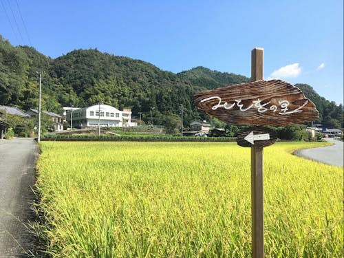 みそぎの里入口の田んぼ