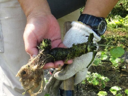 ワサビ栽培にチャレンジ