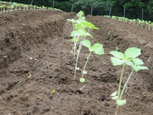 苗の植え付けから製品化まで一貫して手作りで行います