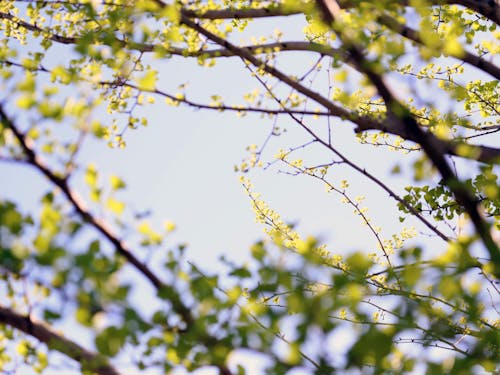 家の前の桜並木が春の楽しみ