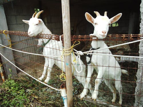 ヤギもいます