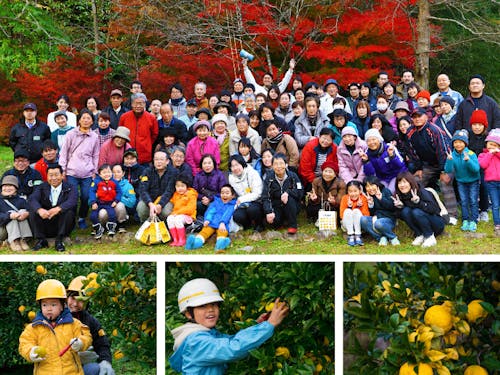柚子の栽培が盛んな安芸高田市川根地区