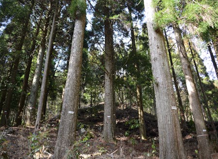 小林市の面積の70％以上を占める森林・山も「もったいない資源」のひとつ