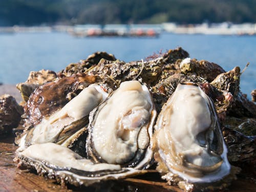 特産品の殻付き牡蠣
