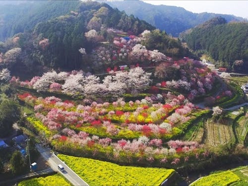 香南市「西川花公園」の上空から
