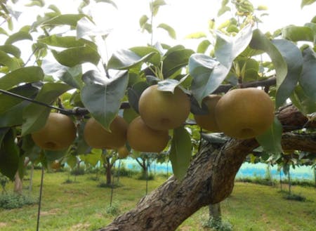 明和町の梨。みずみずしく甘みが強い県内でも人気の梨です。