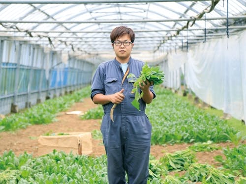 ほうれん草の栽培