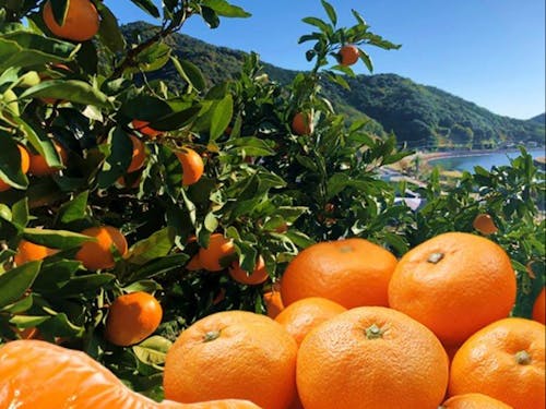 海の風を感じるみかん畑