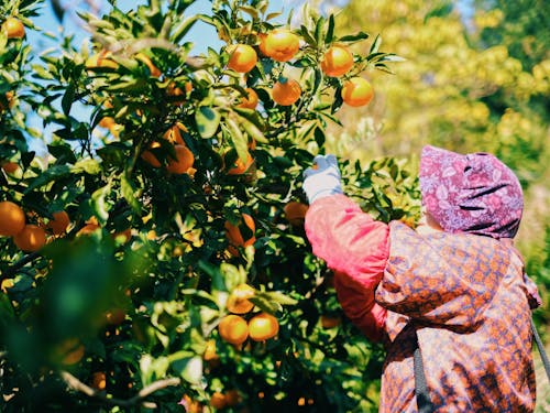 みかん収穫の風景
