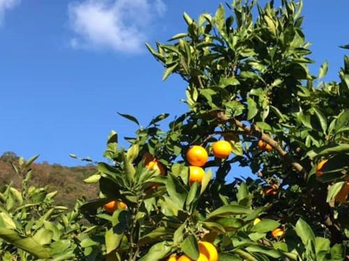 山に囲まれたみかん畑