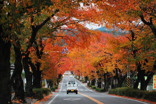 長野県の紅葉は息をのむほど美しい。軽トラもまた、田舎ならでは風景のひとつ。