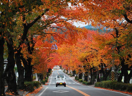長野県の紅葉は息をのむほど美しい。軽トラもまた、田舎ならでは風景のひとつ。