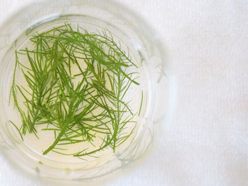 湯通しすると鮮やかな緑色になるマツモ