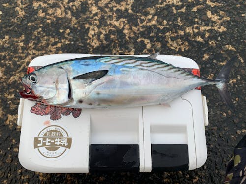 全身トロと言われる程おいしいスマが陸から釣れる