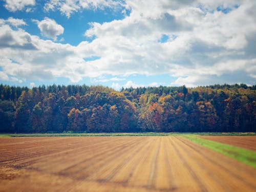 トマトだけでなく「ハルユタカ」という小麦も育てています