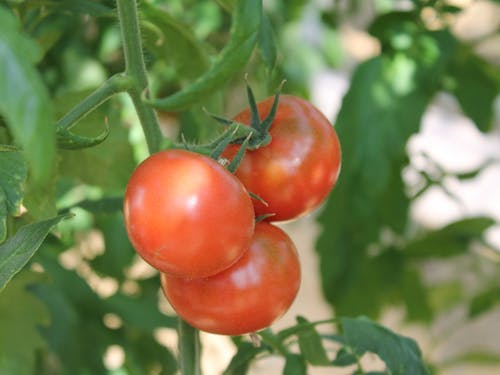 特産品は高糖度トマト