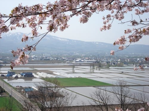 桜が咲く時期は、田植えの時期でもあります
