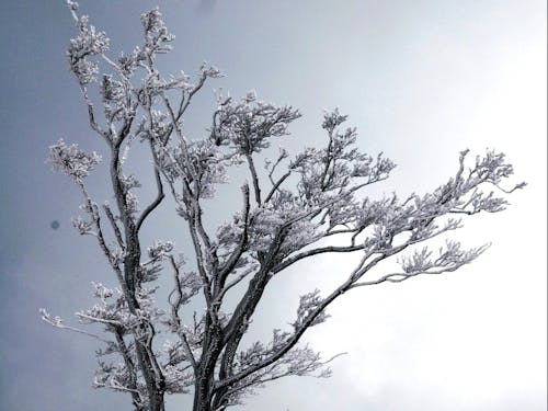 白銀に輝く樹氷☆