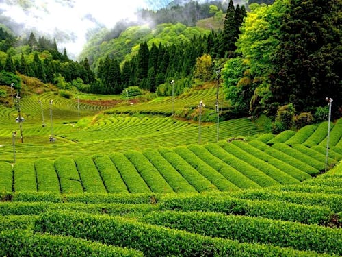 新緑が鮮やかな茶畑