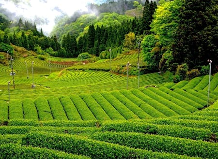 新緑が鮮やかな茶畑