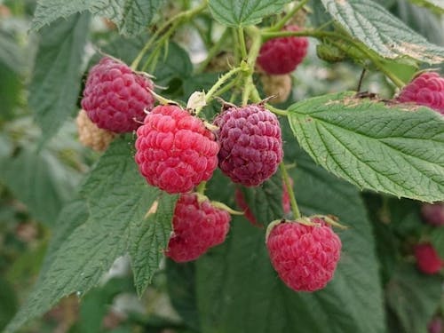 ラズベリー
