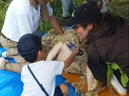 羊毛の毛刈り体験風景