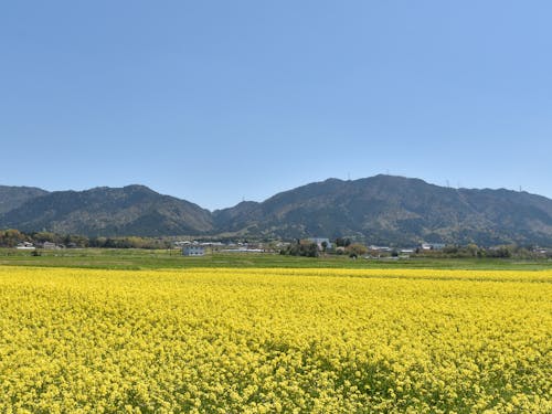 春には菜の花が広がります!