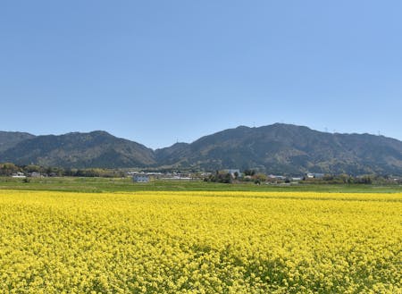 春には菜の花が広がります!