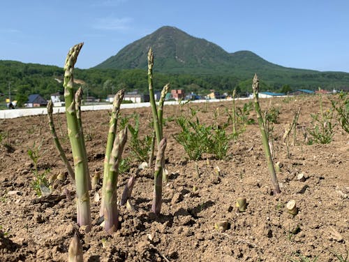 基幹産業は農業。アスパラ栽培の発祥の地といわれています。