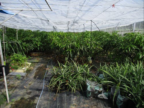 無農薬マンゴーのハウスです