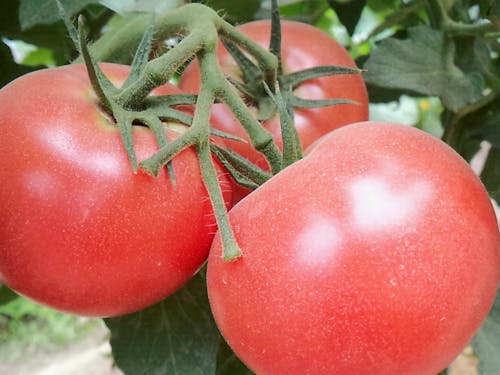 高橋さんのトマト。品種は麗夏(れいか)。肉厚で、調理しても味が濃厚