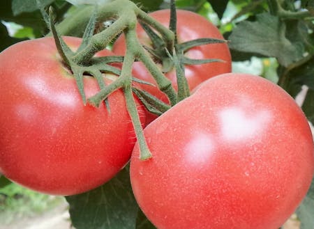 高橋さんのトマト。品種は麗夏（れいか）。肉厚で、調理しても味が濃厚