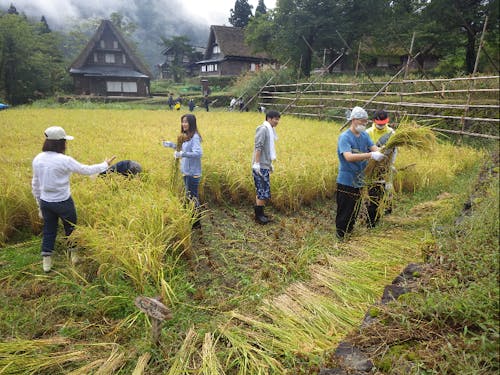 実りの秋の収穫の様子。