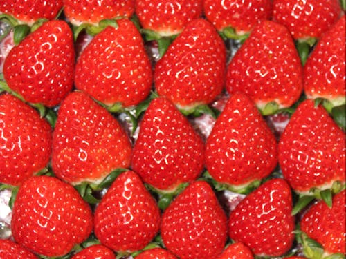 三木町の特産「さぬきひめ」