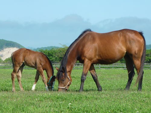 あちこちで見られるサラブレッド。春の親子馬は特にかわいい。