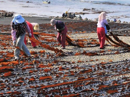 特産品の日高昆布を干す風景は夏の風物詩です。