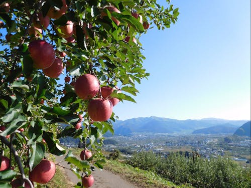 志賀高原からの美味しい水の恩恵を受けて人も果物も生き生き