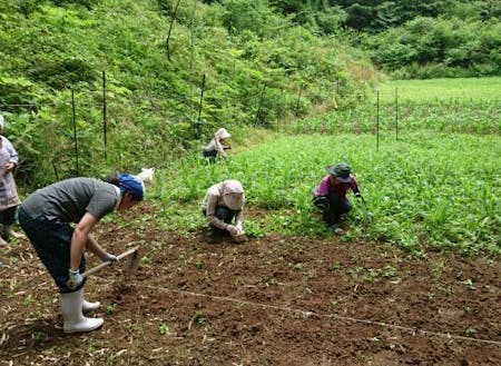 雑穀栽培：長年の経験がある方から直に学ぶ