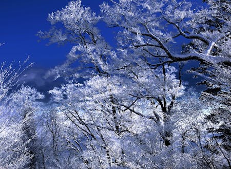 樹氷の森。雲一つない大パノラマ