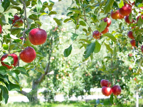 中野市生まれのリンゴ「秋映」(あきばえ)