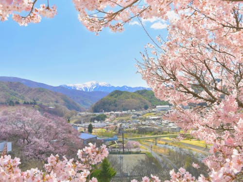 「美しい村高遠ブランドプロデューサー」澤隊員