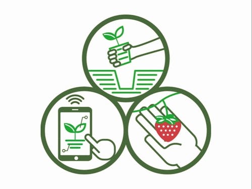 定植、収穫、およびデータ管理は人の手で行います。