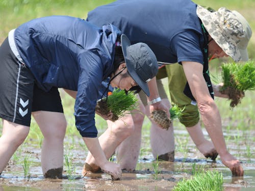 田植え体験の様子