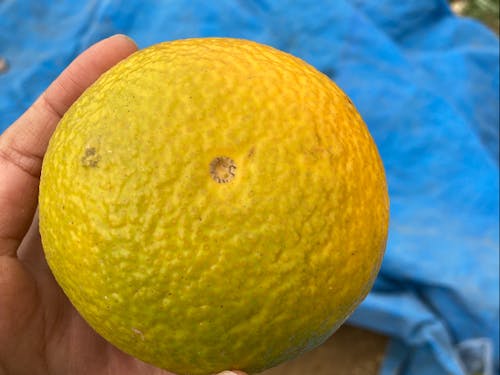 隠れ名産スイートスプリング