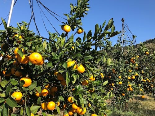 太陽をさんさんと浴びて甘みの強いみかん狩り