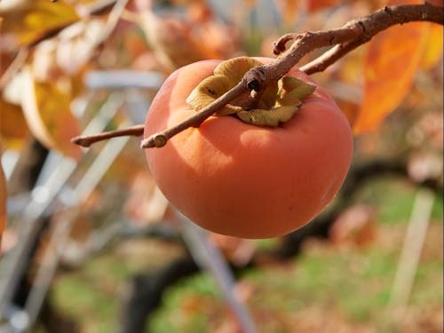そして、秋は柿!
