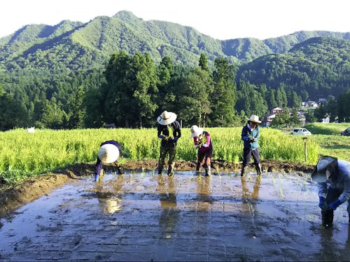 田植え体験イベント